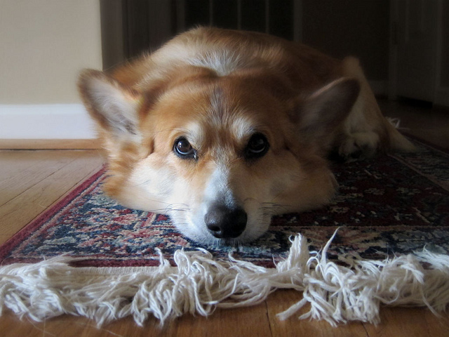 Get Rid of Furniture Carpet Dents with Ice Cubes