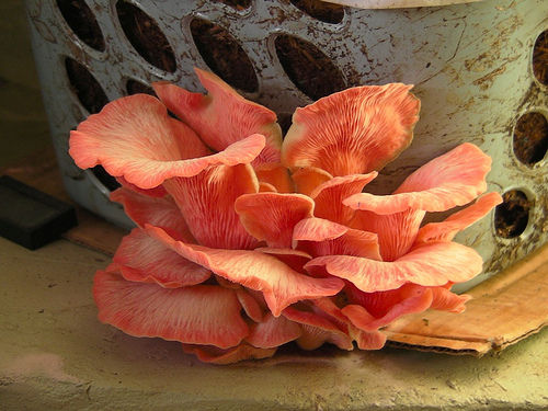 Grow Homegrown Oyster Mushrooms with an Old Laundry Basket