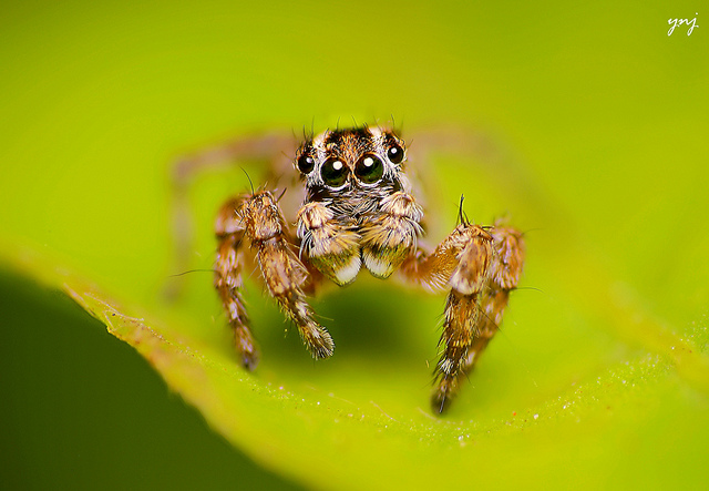 How to Keep Spiders Away with Peppermint Spray