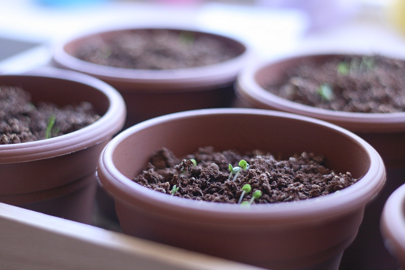 How to Sterilize Potting Soil in a Microwave