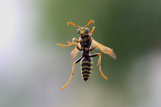 Get Rid of a Wasp Infestation with a Shop-Vac