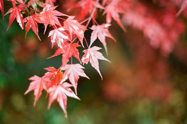Steps to Prep Your Home for Autumn