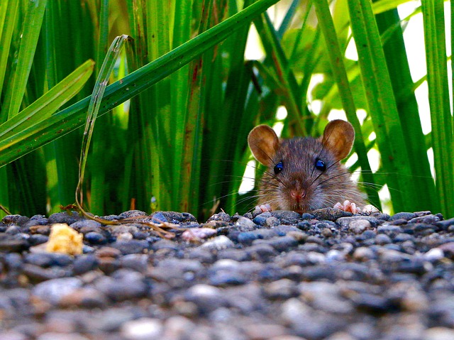 How to Prevent and Get Rid of Mice Humanely