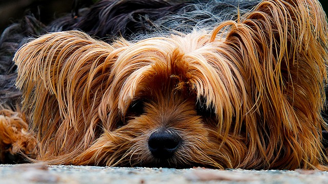 Camouflage Pet Hair with Your Bed Sheets